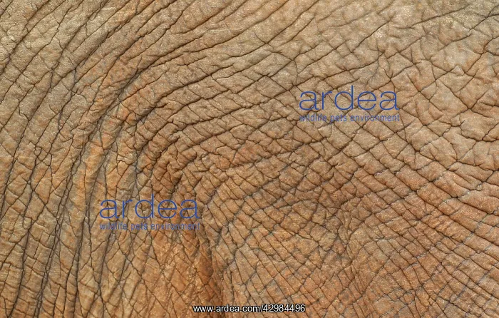  : African Elephant