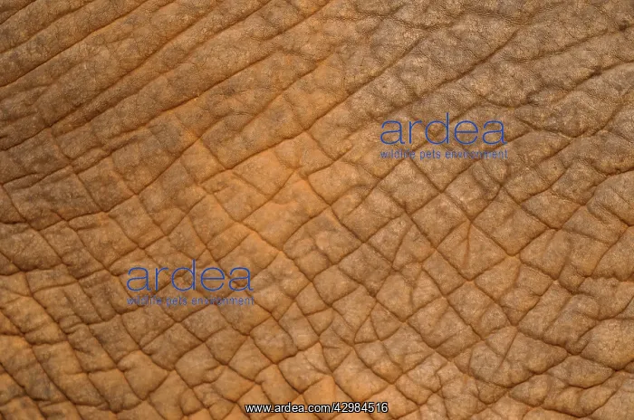  : African Elephant