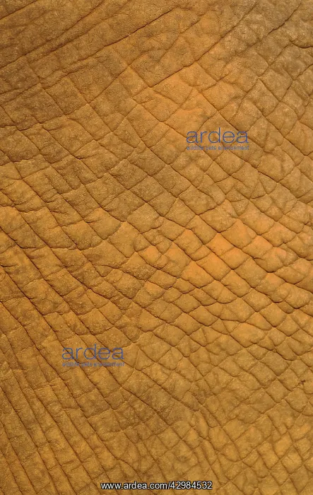 : African Elephant : African Elephant