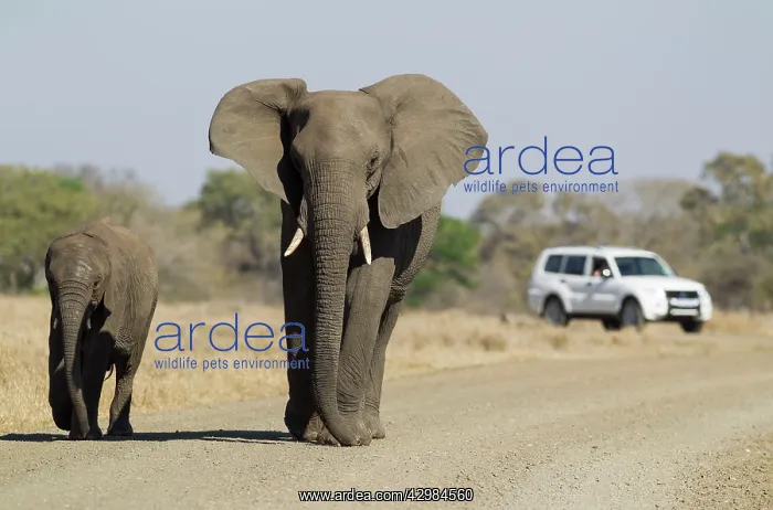 : African Elephant : African Elephant