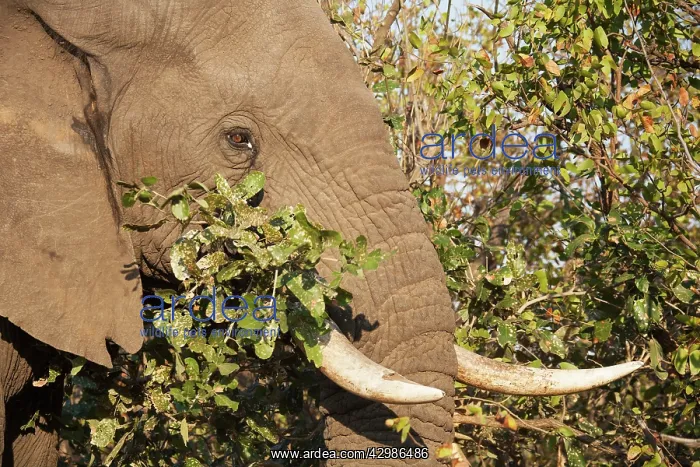 : African Elephant : African Elephant