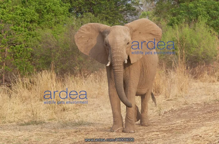 : African Elephant : African Elephant