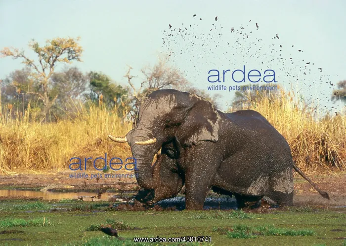 : African Elephant : African Elephant