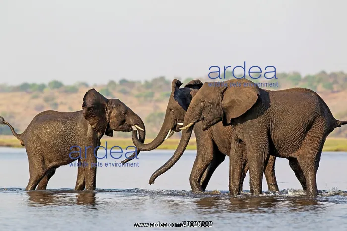 : African Elephant : African Elephant