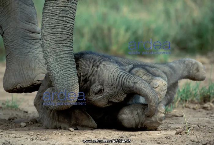  : African Elephant