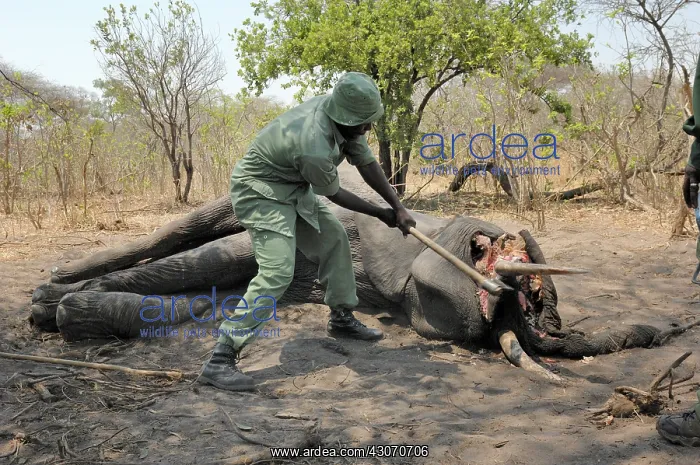 : African Elephant : African Elephant