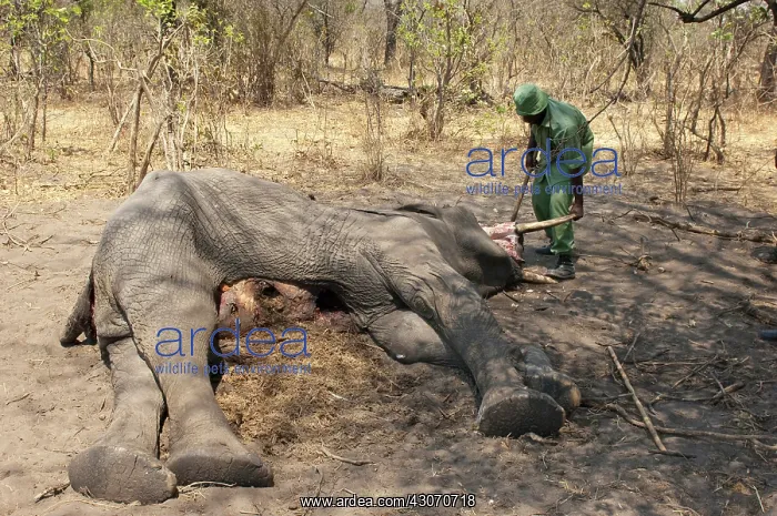 : African Elephant : African Elephant