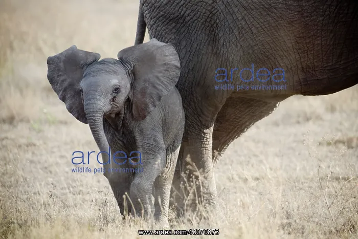 : African Elephant : African Elephant