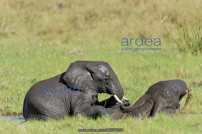 : African Elephant : African Elephant