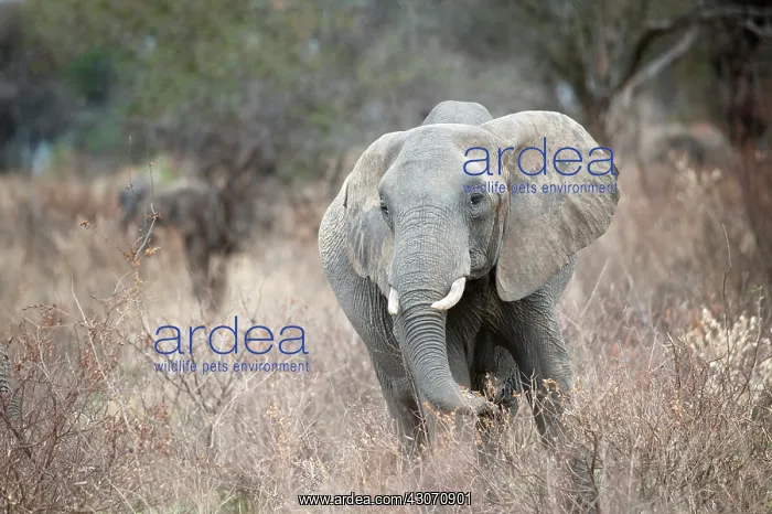 : African Elephant : African Elephant