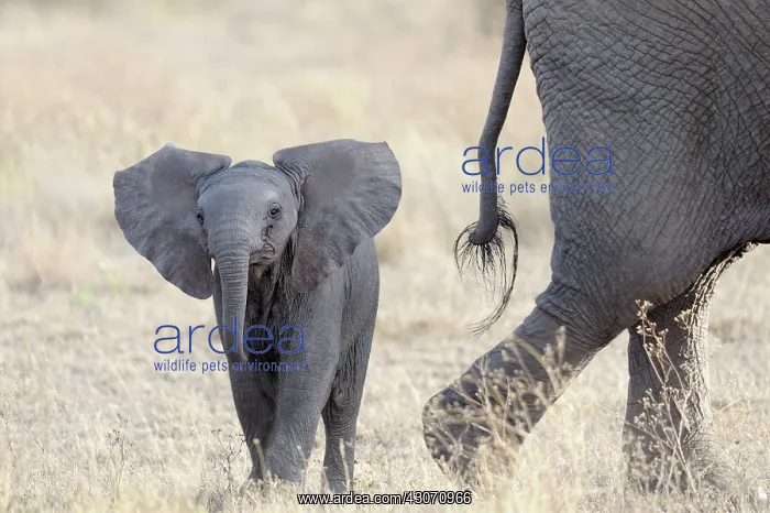 : African Elephant : African Elephant