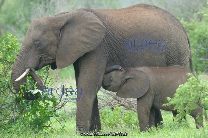 : African Elephant : African Elephant