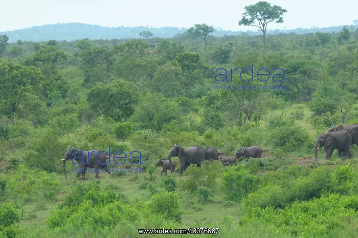 : African Elephant : African Elephant