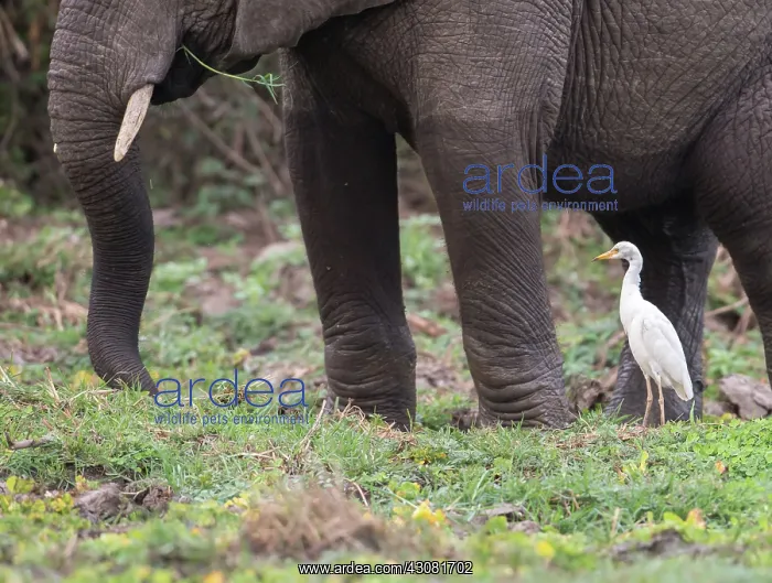 : African Elephant : African Elephant