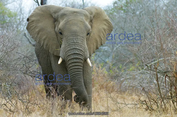 : African Elephant : African Elephant