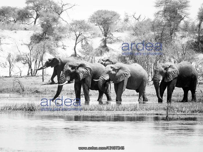 : African Elephant : African Elephant