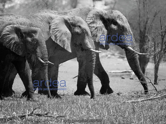 : African Elephant : African Elephant