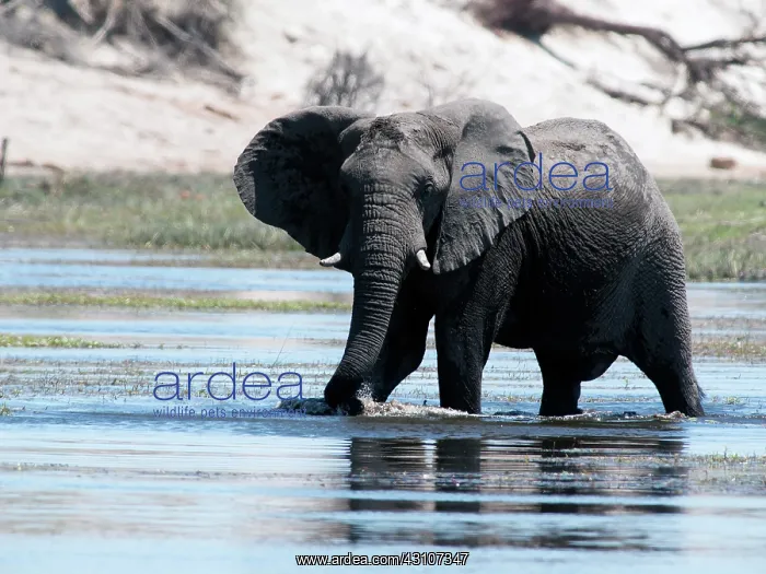 : African Elephant : African Elephant