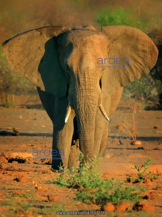 : African Elephant : African Elephant