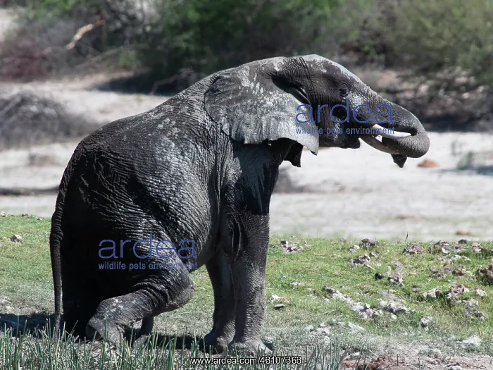 : African Elephant : African Elephant