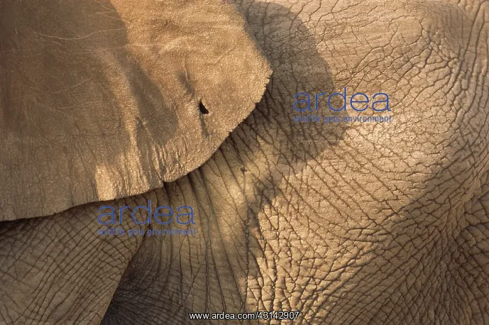 : African Elephant : African Elephant