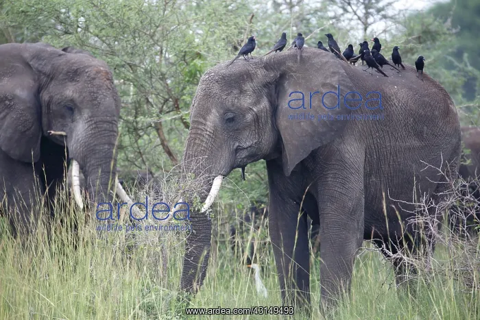: African Elephant : African Elephant
