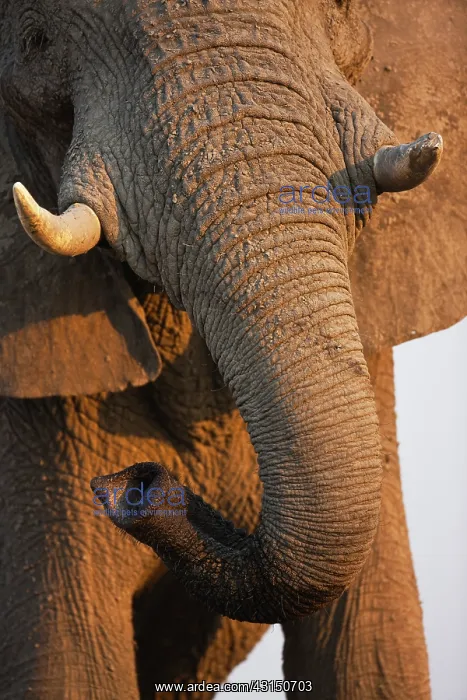 : African Elephant : African Elephant