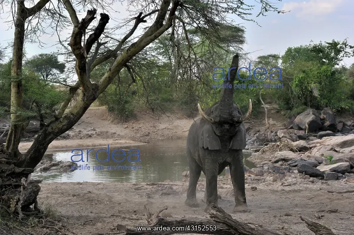 : African Elephant : African Elephant