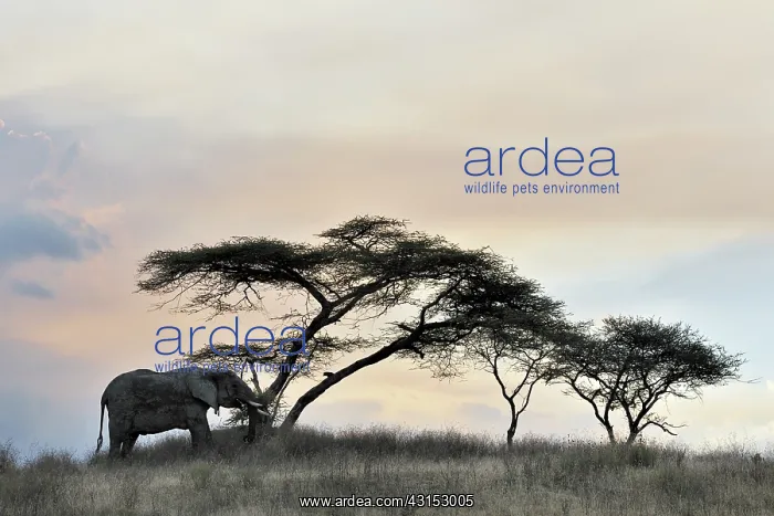 : African Elephant : African Elephant