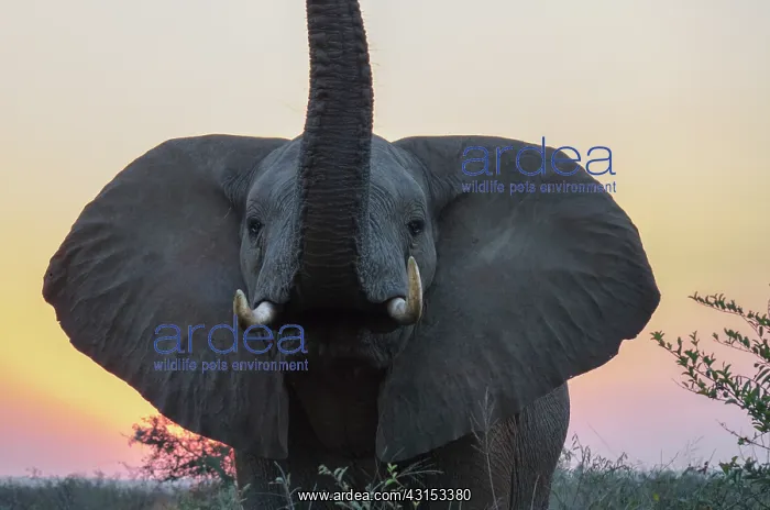 : African Elephant : African Elephant