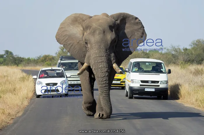 : African Elephant : African Elephant