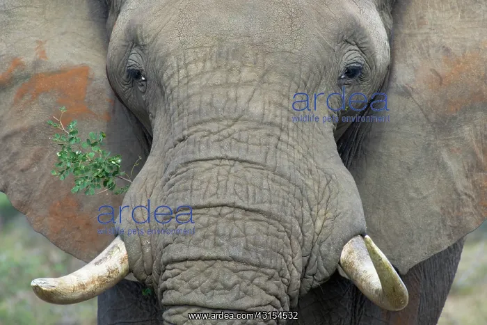 : African Elephant : African Elephant