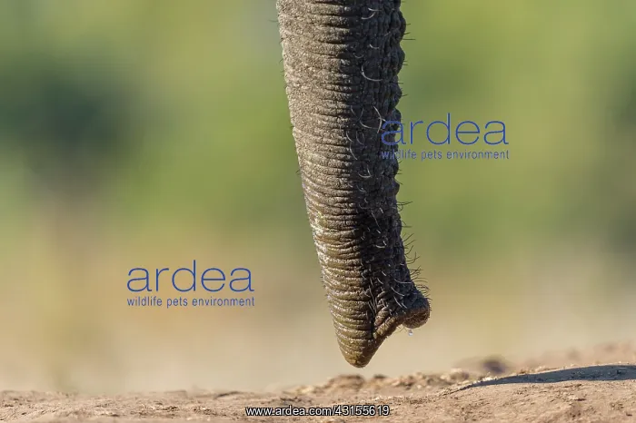 : African Elephant : African Elephant