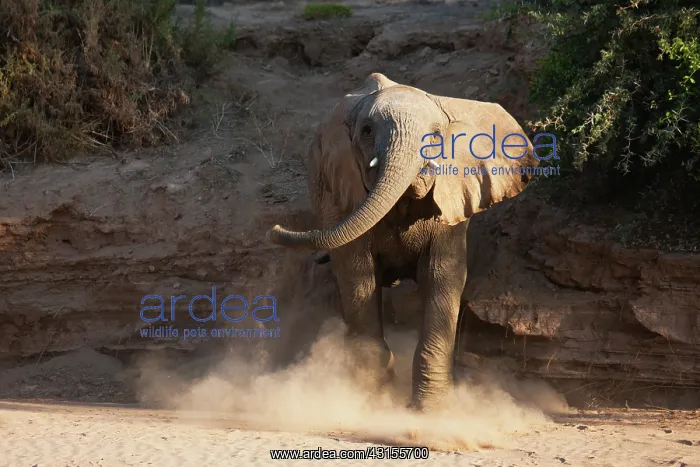 : African Elephant : African Elephant