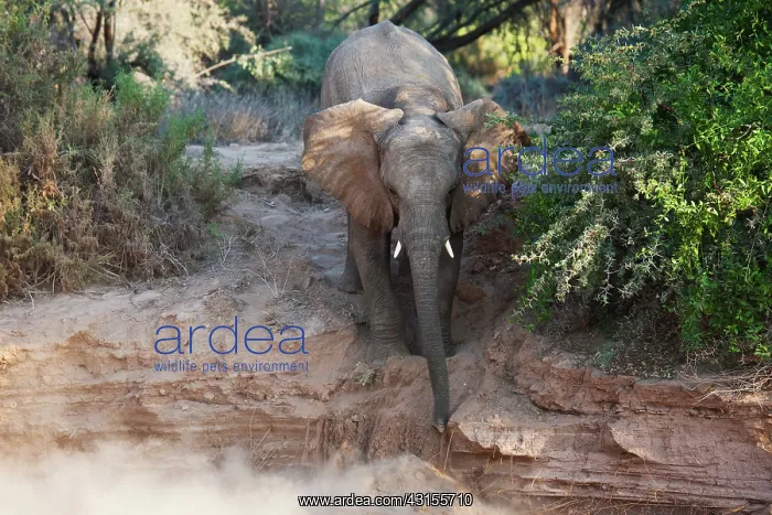 : African Elephant : African Elephant