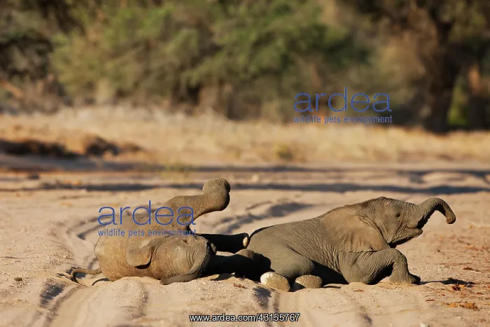 : African Elephant : African Elephant