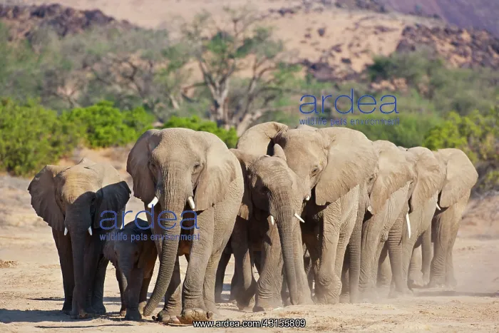 : African Elephant : African Elephant