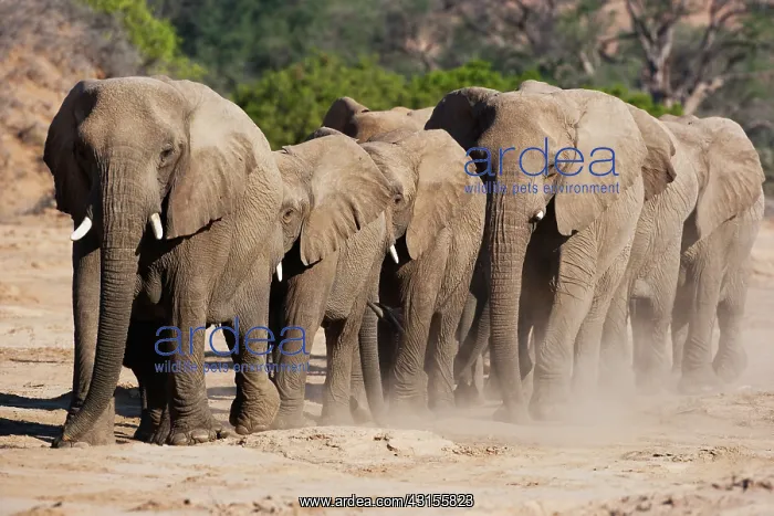 : African Elephant : African Elephant