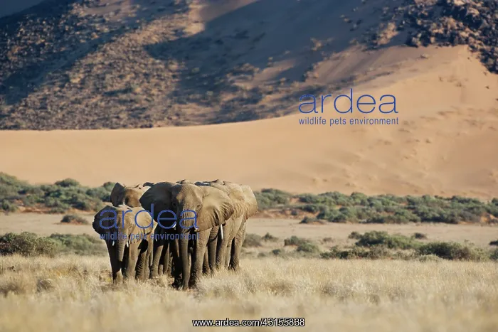 : African Elephant : African Elephant