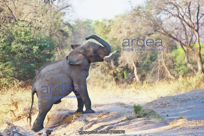 : African Elephant : African Elephant