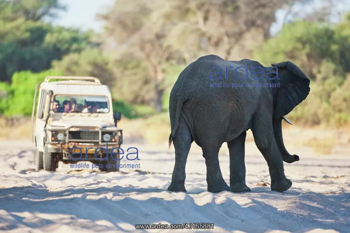  : African Elephant