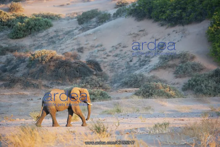 : African Elephant : African Elephant
