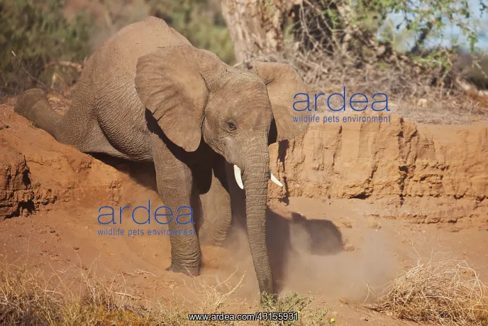 : African Elephant : African Elephant