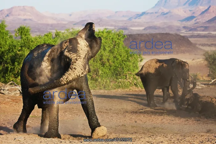 : African Elephant : African Elephant