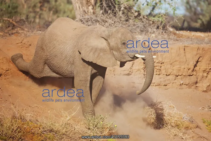 : African Elephant : African Elephant