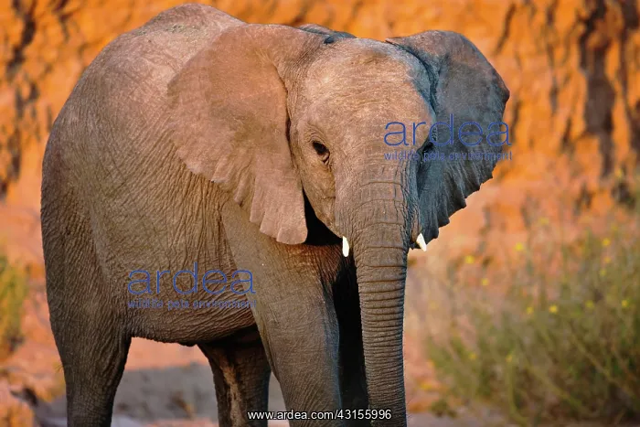 : African Elephant : African Elephant