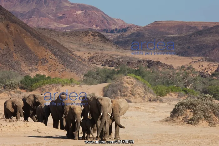 : African Elephant : African Elephant