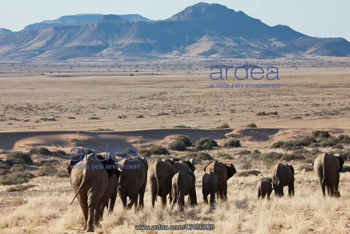 : African Elephant : African Elephant