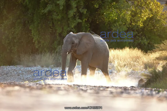 : African Elephant : African Elephant
