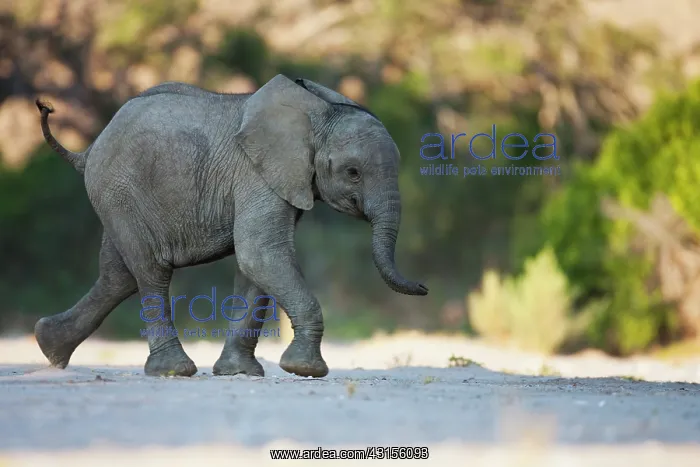 : African Elephant : African Elephant